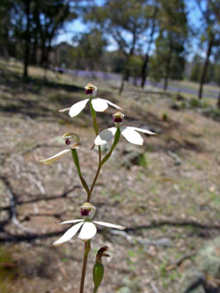 APII jpeg image of Caladenia cucullata  © contact APII