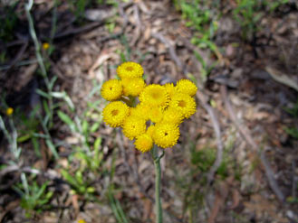 APII jpeg image of Chrysocephalum apiculatum  © contact APII