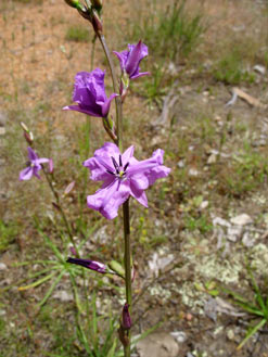 APII jpeg image of Arthropodium sp. Albury (A.D.J.Piesse 9)  © contact APII