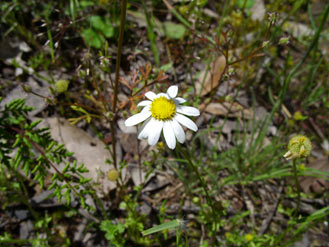 APII jpeg image of Brachyscome gracilis subsp. gracilis  © contact APII