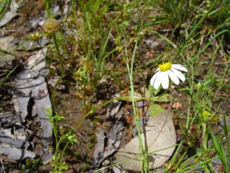 APII jpeg image of Brachyscome gracilis  © contact APII