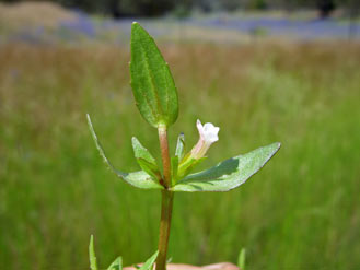 APII jpeg image of Gratiola pumilo  © contact APII