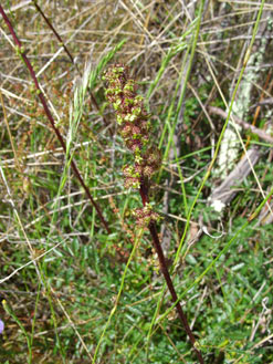 APII jpeg image of Acaena echinata  © contact APII