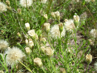 APII jpeg image of Vittadinia cuneata  © contact APII