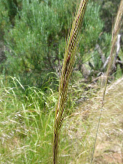 APII jpeg image of Austrostipa densiflora  © contact APII