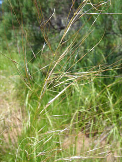 APII jpeg image of Austrostipa scabra  © contact APII