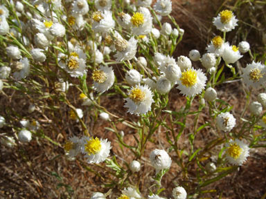 APII jpeg image of Rhodanthe floribunda  © contact APII