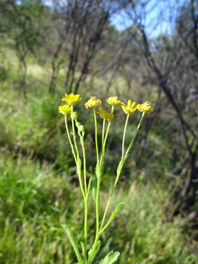 APII jpeg image of Calotis cymbacantha  © contact APII