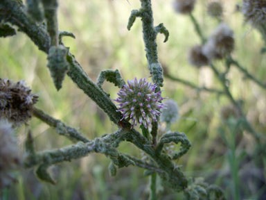 APII jpeg image of Pterocaulon sphacelatum  © contact APII