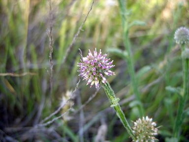 APII jpeg image of Pterocaulon sphacelatum  © contact APII