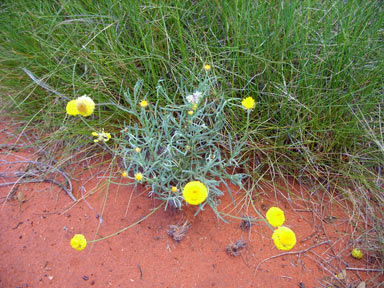 APII jpeg image of Leucochrysum stipitatum  © contact APII