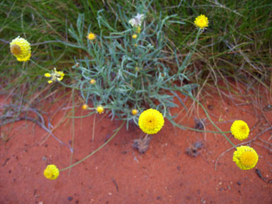 APII jpeg image of Leucochrysum stipitatum  © contact APII