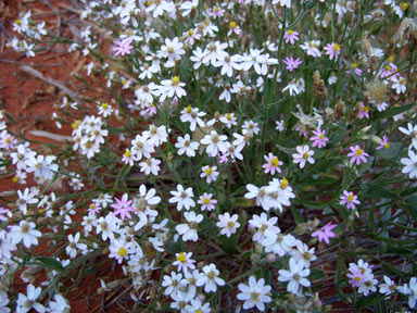 APII jpeg image of Schoenia cassiniana  © contact APII