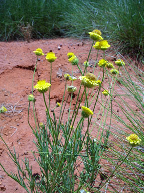 APII jpeg image of Leucochrysum stipitatum  © contact APII