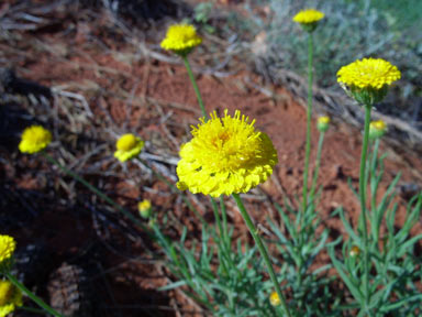 APII jpeg image of Leucochrysum stipitatum  © contact APII