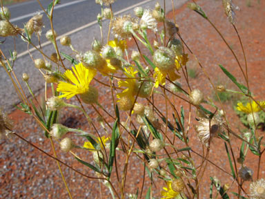 APII jpeg image of Podolepis aristata subsp. aristata  © contact APII