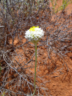 APII jpeg image of Polycalymma stuartii  © contact APII