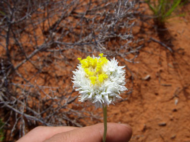 APII jpeg image of Polycalymma stuartii  © contact APII