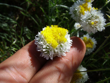 APII jpeg image of Polycalymma stuartii  © contact APII