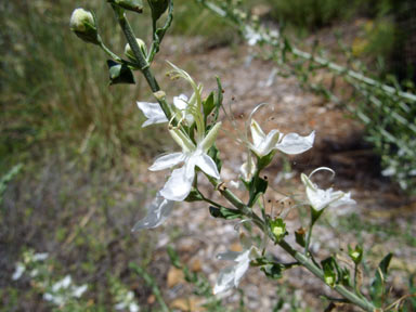 APII jpeg image of Teucrium racemosum  © contact APII