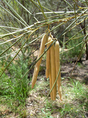 APII jpeg image of Acacia ramulosa  © contact APII