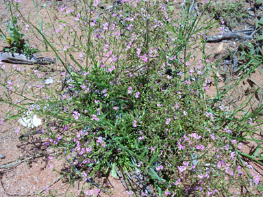 APII jpeg image of Stylidium inaequipetalum  © contact APII