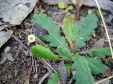 APII jpeg image of Lagenophora huegelii  © contact APII