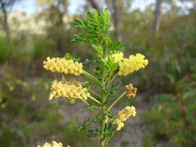 APII jpeg image of Acacia drummondii subsp. elegans  © contact APII