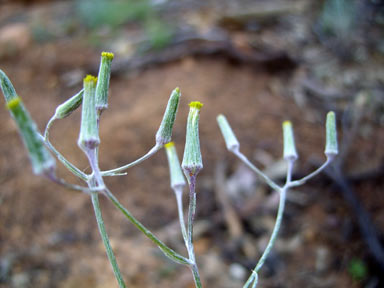 APII jpeg image of Senecio quadridentatus  © contact APII