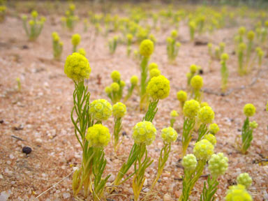 APII jpeg image of Calocephalus francisii  © contact APII