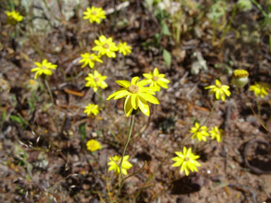 APII jpeg image of Schoenia filifolia  © contact APII