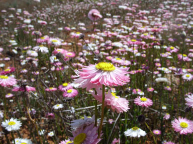 APII jpeg image of Rhodanthe chlorocephala subsp. rosea  © contact APII