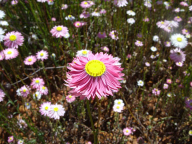 APII jpeg image of Rhodanthe chlorocephala subsp. rosea  © contact APII