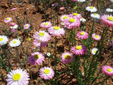 APII jpeg image of Rhodanthe chlorocephala subsp. rosea  © contact APII