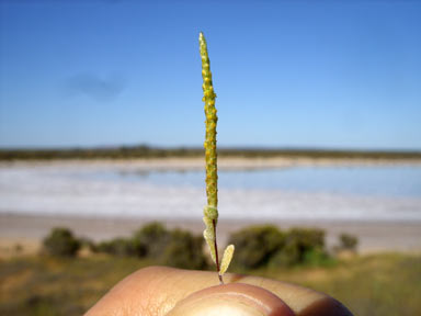 APII jpeg image of Gnephosis trifida  © contact APII