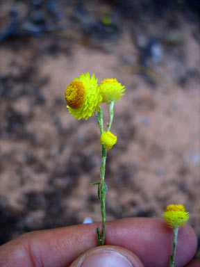 APII jpeg image of Rhodanthe citrina  © contact APII