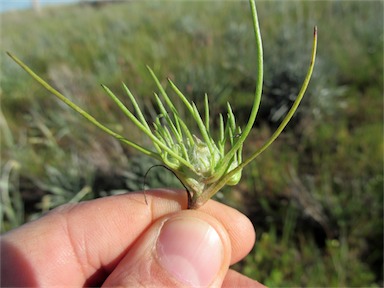 APII jpeg image of Myriocephalus rhizocephalus  © contact APII