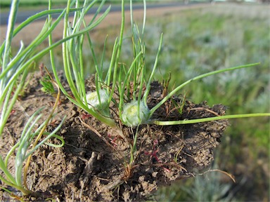 APII jpeg image of Myriocephalus rhizocephalus  © contact APII