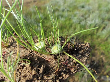 APII jpeg image of Myriocephalus rhizocephalus  © contact APII