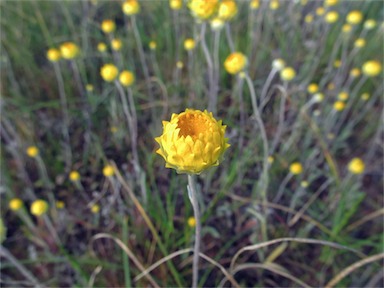 APII jpeg image of Leucochrysum molle  © contact APII