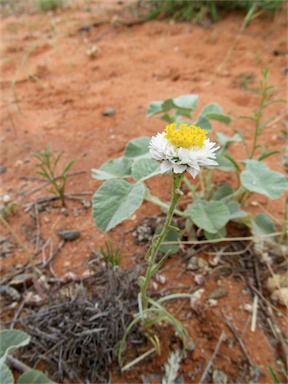 APII jpeg image of Polycalymma stuartii  © contact APII