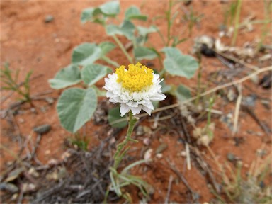 APII jpeg image of Polycalymma stuartii  © contact APII