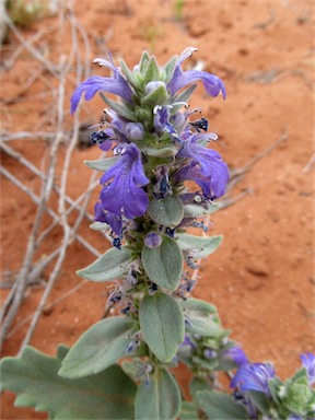 APII jpeg image of Ajuga australis  © contact APII