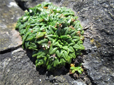 APII jpeg image of Plantago triantha  © contact APII