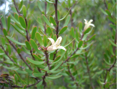 APII jpeg image of Persoonia muelleri subsp. muelleri  © contact APII