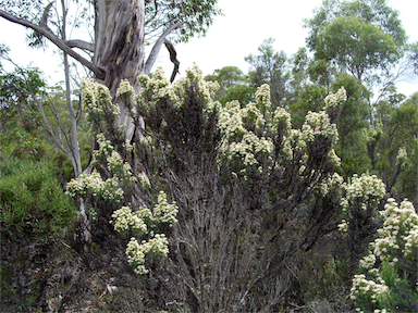 APII jpeg image of Ozothamnus ledifolius  © contact APII