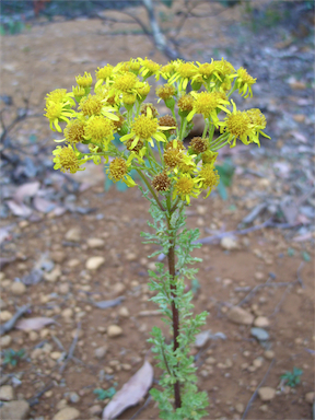 APII jpeg image of Senecio jacobaea  © contact APII