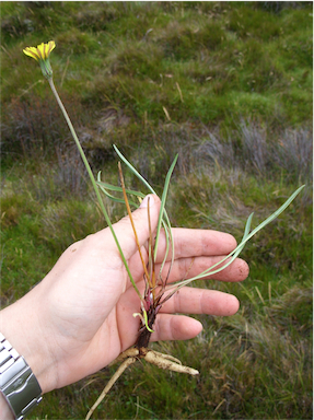 APII jpeg image of Microseris lanceolata  © contact APII