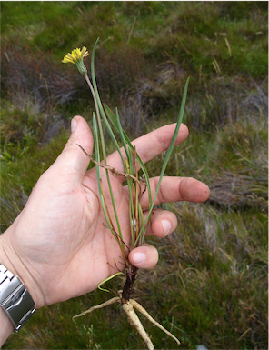 APII jpeg image of Microseris lanceolata  © contact APII