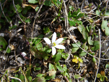 APII jpeg image of Isotoma fluviatilis subsp. australis  © contact APII